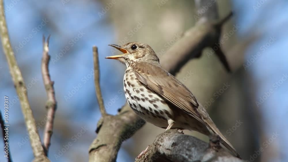singing thrush in the wood in the spring. fotage with a sound singing thrush in the wood in the spring. fotage with a sound