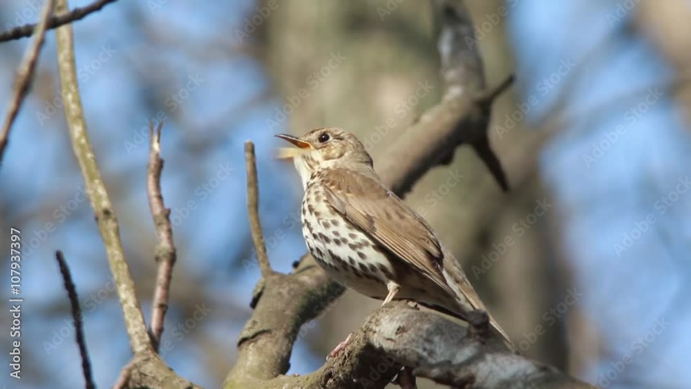 singing thrush in the wood in the spring. fotage with a sound singing thrush in the wood in the spring. fotage with a sound