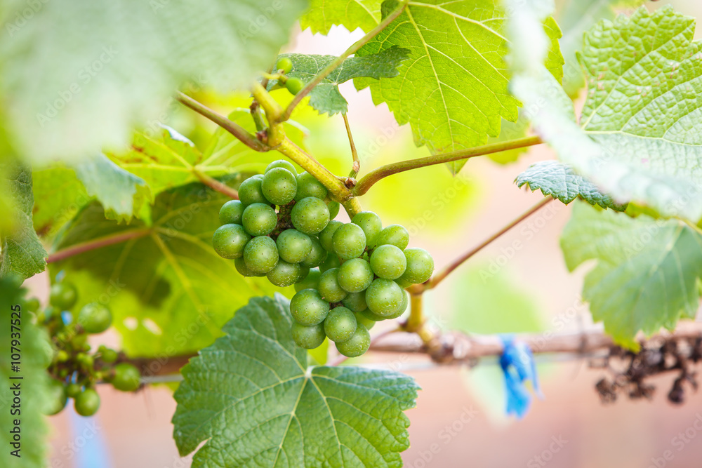 branch young grapes on vine in vineyard branch young grapes on vine in vineyard