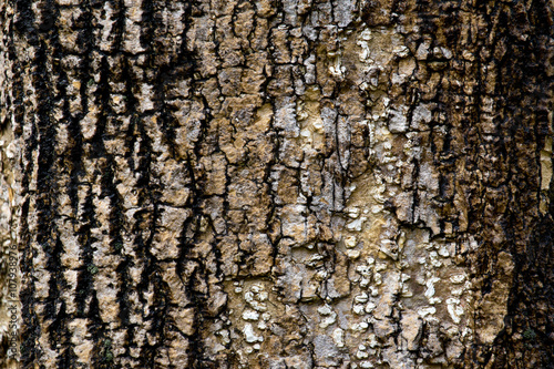tree bark texture