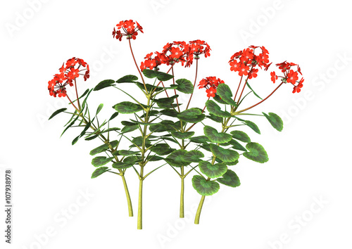 Fototapeta Naklejka Na Ścianę i Meble -  3D Illustration Red Geranium on White