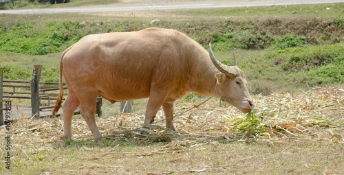 Albino buffalo