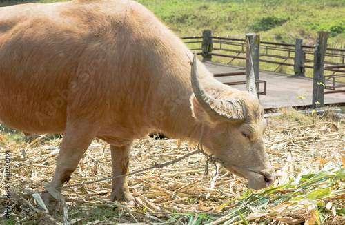 Albino buffalo