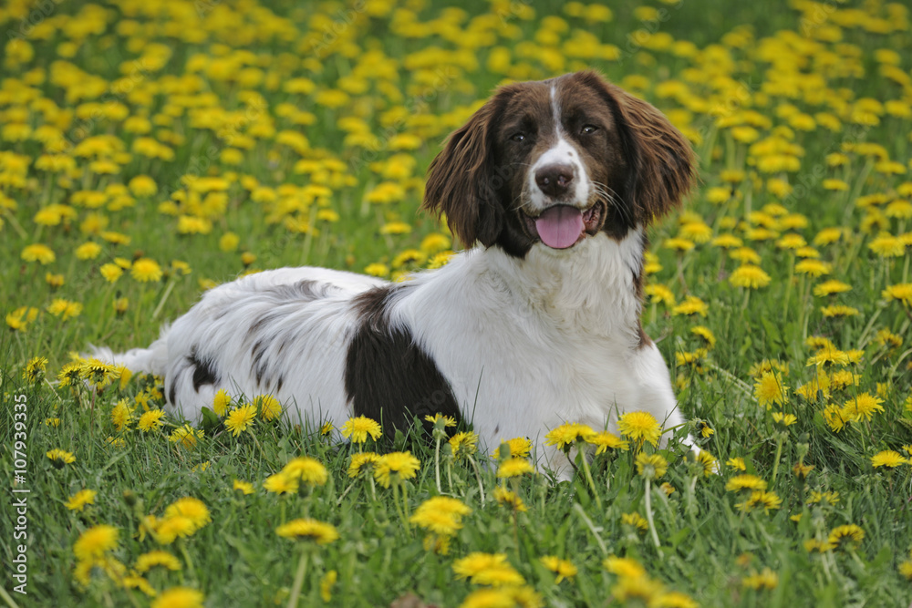 English Springer Spaniel lying in meadow of flowers
