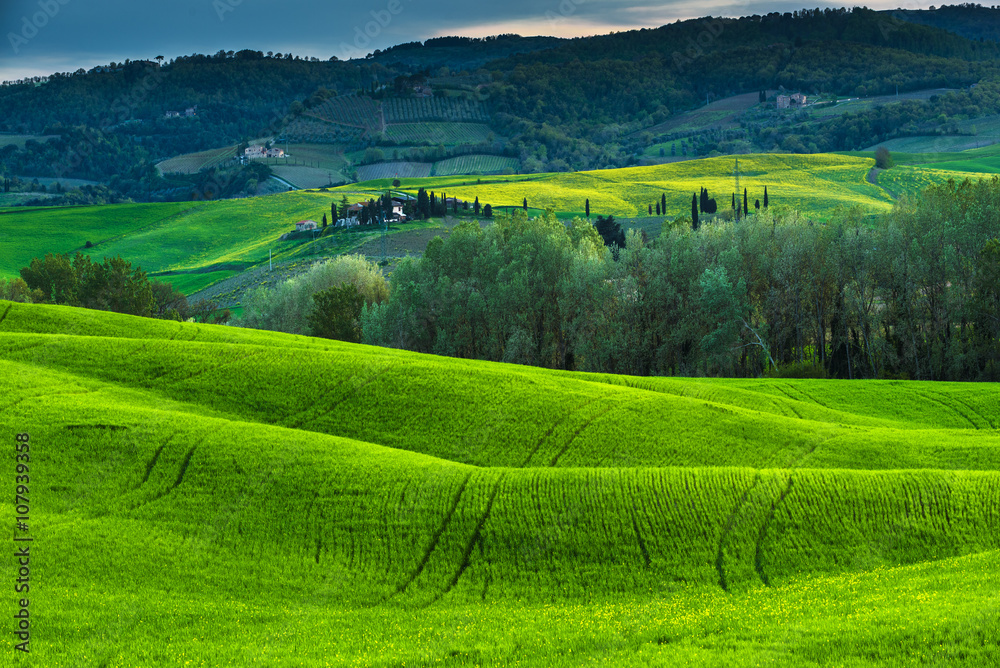 Green awakening spring in Tuscany.