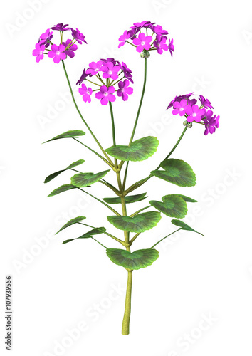 3D Illustration Purple Geranium on White