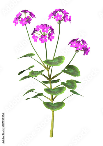 Fototapeta Naklejka Na Ścianę i Meble -  3D Illustration Purple Geranium on White