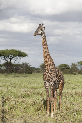 Portrait of african bull giraffe in its natural habitat