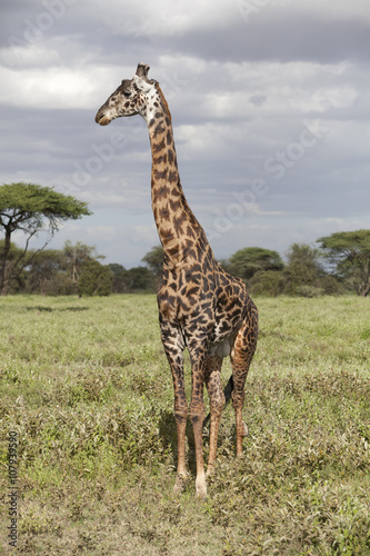 Portrait of african bull giraffe in its natural habitat