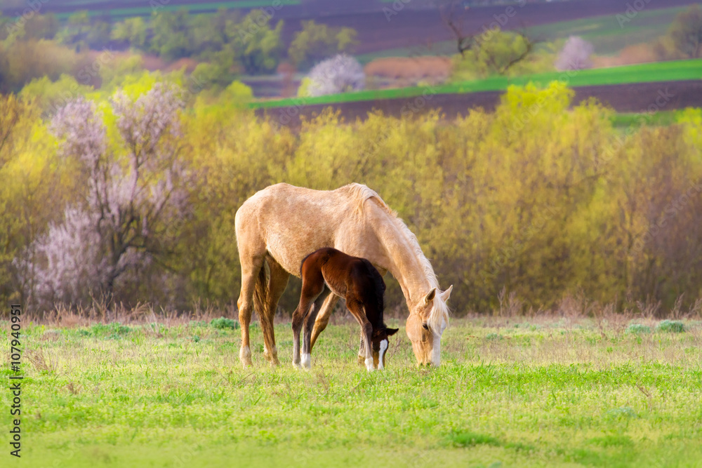 Obraz premium Foal with mare on pasture