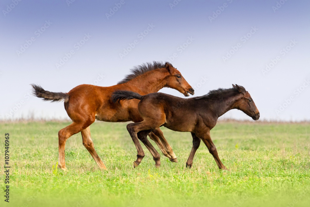 Obraz premium Foals run togeather on pasture