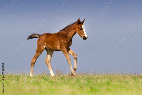 Bay foal in motion on green pasture