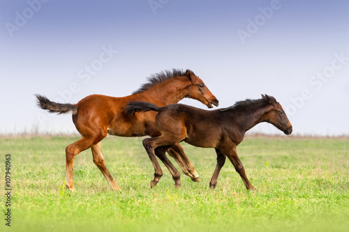 Foals run togeather on pasture