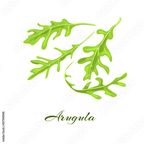 Rucola or arugula herb.