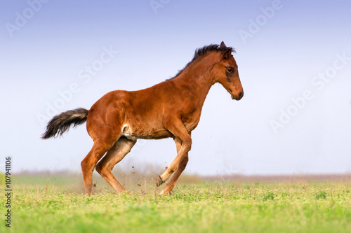 Bay foal play and jump on pasture