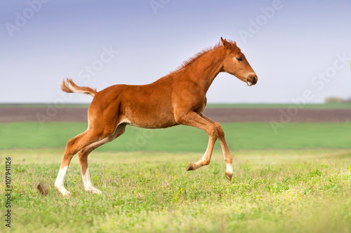 Red foal run gallop