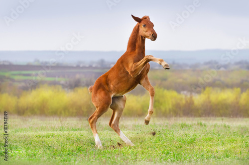 Red foal play and jump on pasture