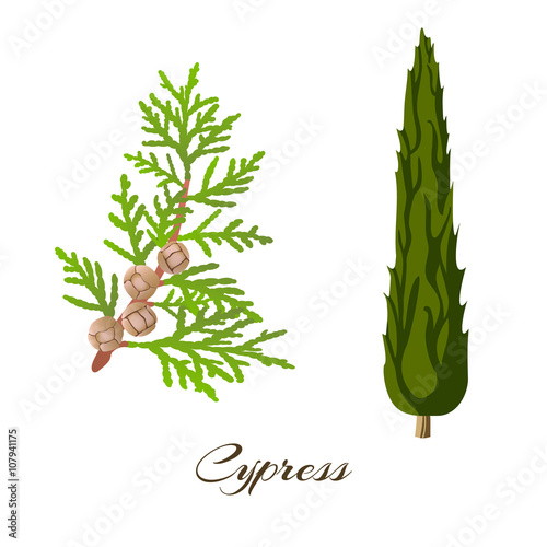 cypress photo