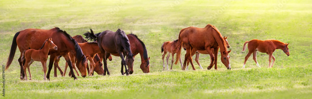 Horse herd on pasture at spring sunny day