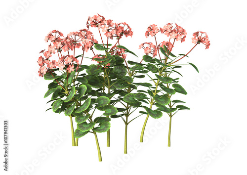 Fototapeta Naklejka Na Ścianę i Meble -  3D Illustration Pink Geranium on White