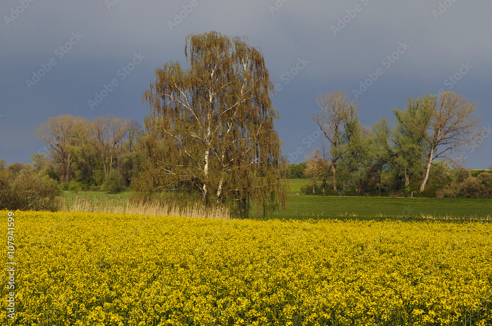 Obraz premium Baumlandschaft mit Rapsfeld