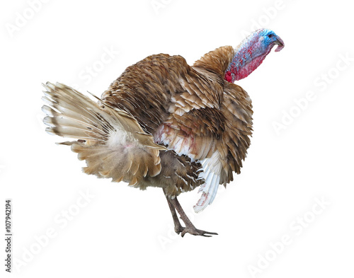 Brown turkey isolated on the white background