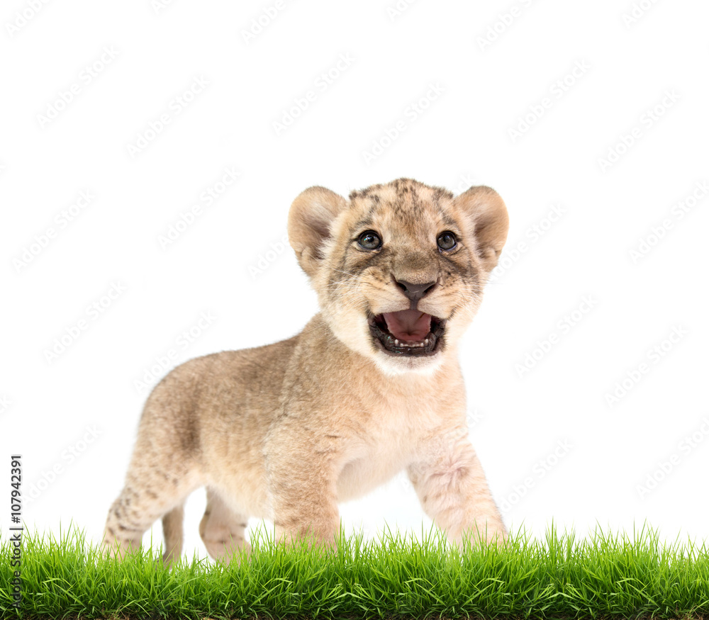 Obraz premium baby lion (panthera leo) isolated