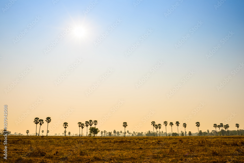 sugar palm trees on sunset background