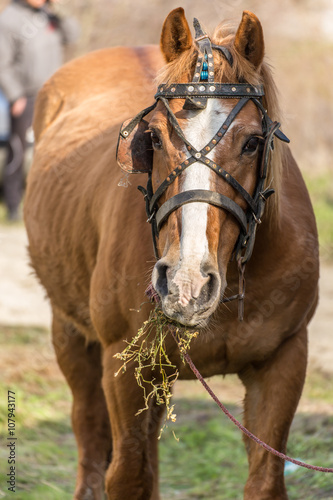 Closeup of a horse eating hay © nikolay100