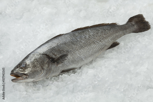  Fresh raw corvina fish