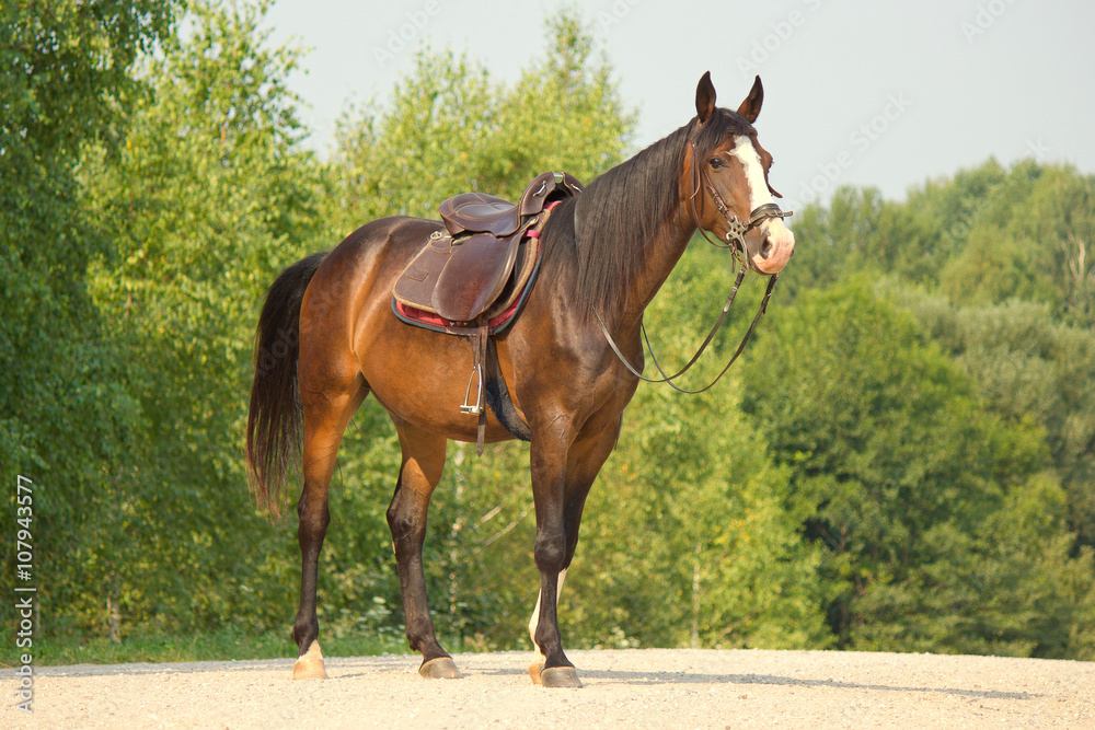 Riding horse in a bridle and saddle