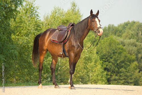 Obraz na płótnie Riding horse in a bridle and saddle
w salonie