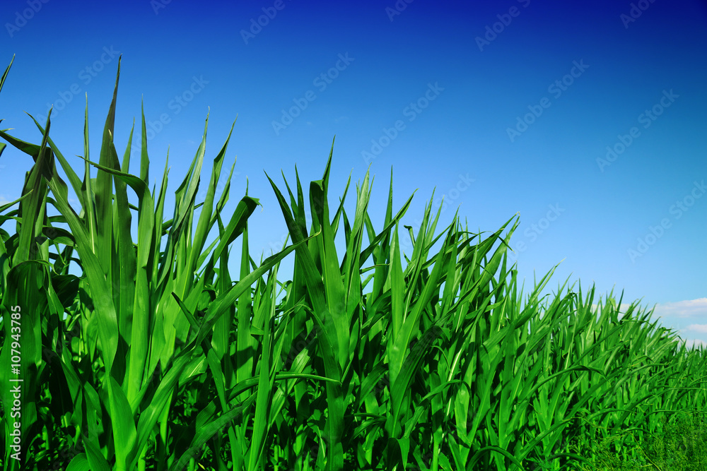 Cornfield with Clouds on Bright Summer Day Cornfield with Clouds on Bright Summer Day
