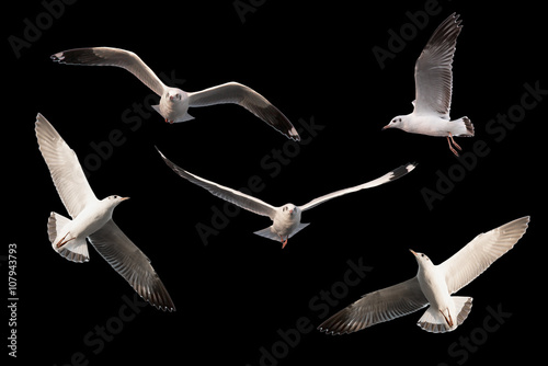 set of seagulls.