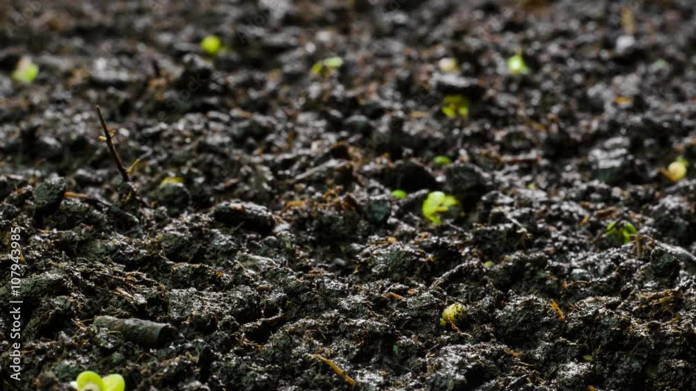 4K Growing Mustard Timelapse 4K Growing Mustard Timelapse