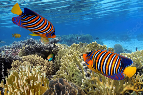 Colorful reef underwater landscape with fishes and corals