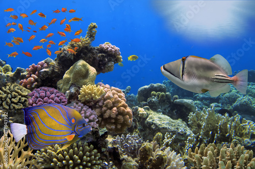 Fototapeta Naklejka Na Ścianę i Meble -  Wonderful and beautiful underwater world with corals and tropica