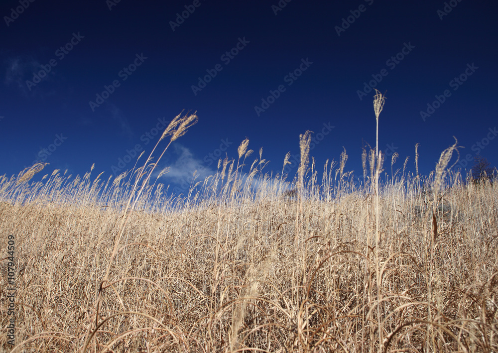 Obraz premium ススキ野原
