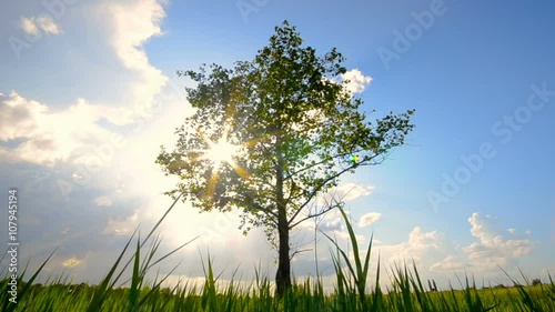 Green tree growing alone in field under cloudy sky
