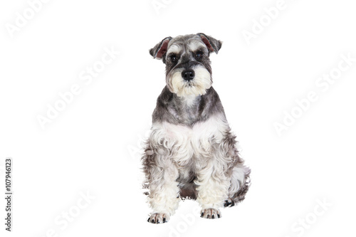 The Miniature schnauzer isolated with white background