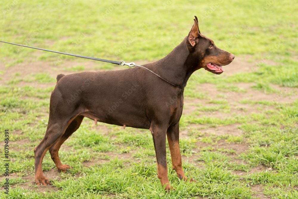 Doberman pinscher portrait