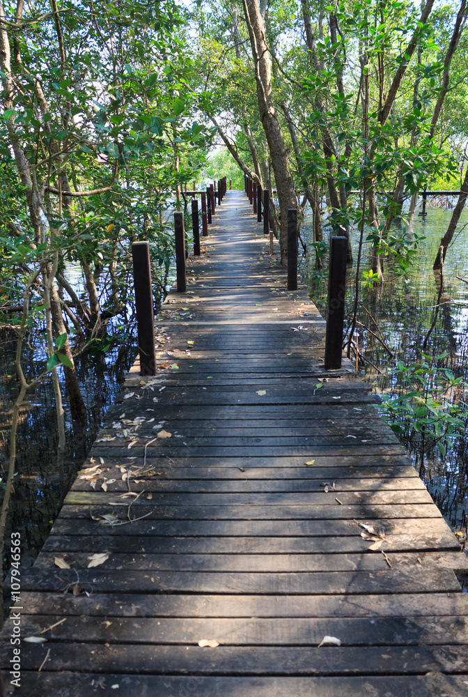 boardwalk wooden path over river surrounded mangrove forest
