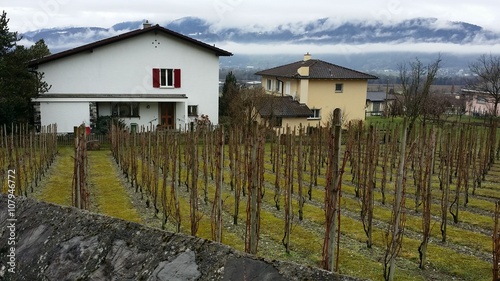 Private wineyard in Liechtenstein
