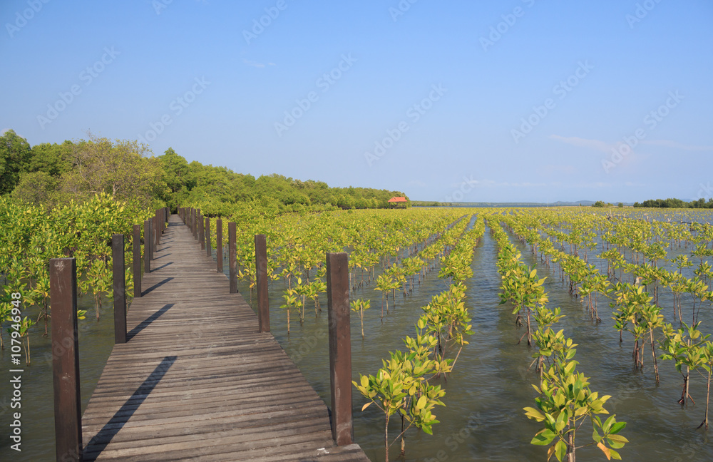 The forest mangrove with wooden walkway bridge