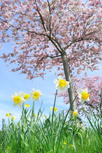 Daffodils and cherry tree in spring