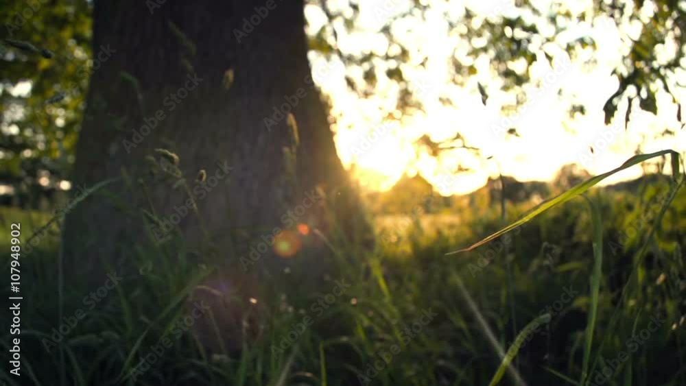 Under An English Oak Tree At Sunset. Filmed early summer at 240fps of the British landscape. Under An English Oak Tree At Sunset. Filmed early summer at 240fps of the British landscape.
