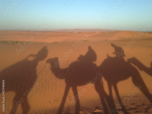 shadows of camels in the desert