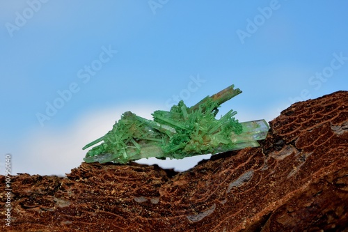 Durch Einlagerung von Kupferoxiden grün gefärbter Gips - Kristall auf Baumrinde vor blauem Himmel photo