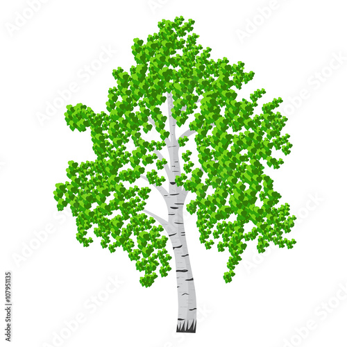 Birch tree isolalated vector illustration. detached tree birch with leaves on a white background
