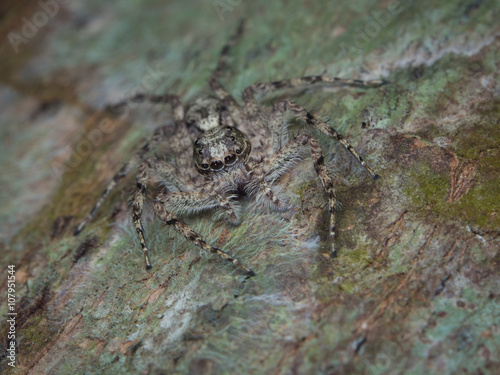 Jumping Spider